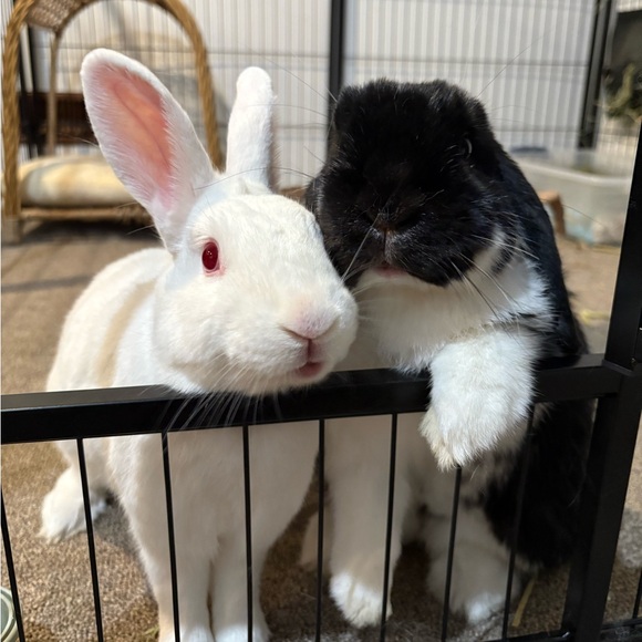 Meet your Posher, Chloe - Picture 4 of 5